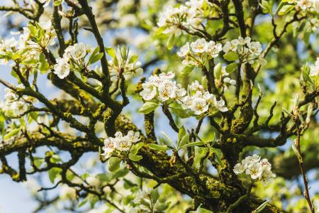 FrühlingsBlüten 2023 03.jpg