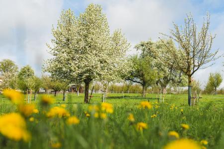 FrühlingsBlüten 2023 04.jpg
