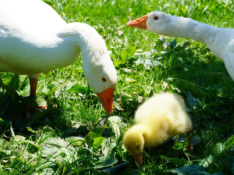 Diepolzer Gänse (13).JPG
