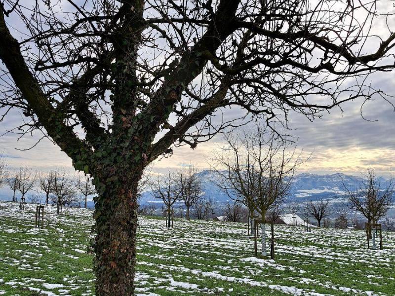 Stuttgarter Gaishirtel