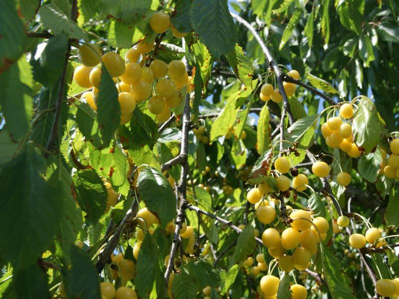 Gelber Kirschbaum.JPG